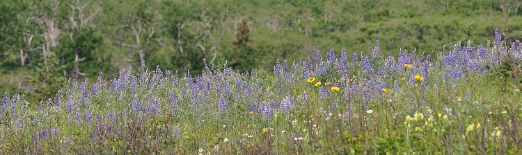 wildflowers